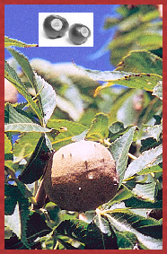 buckeye