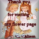Alison