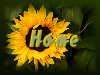 abitosunshine